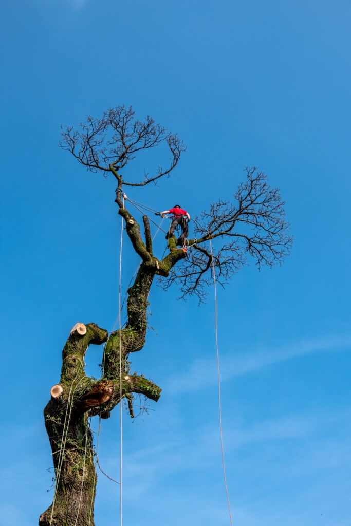 Baumpflege Freiburg