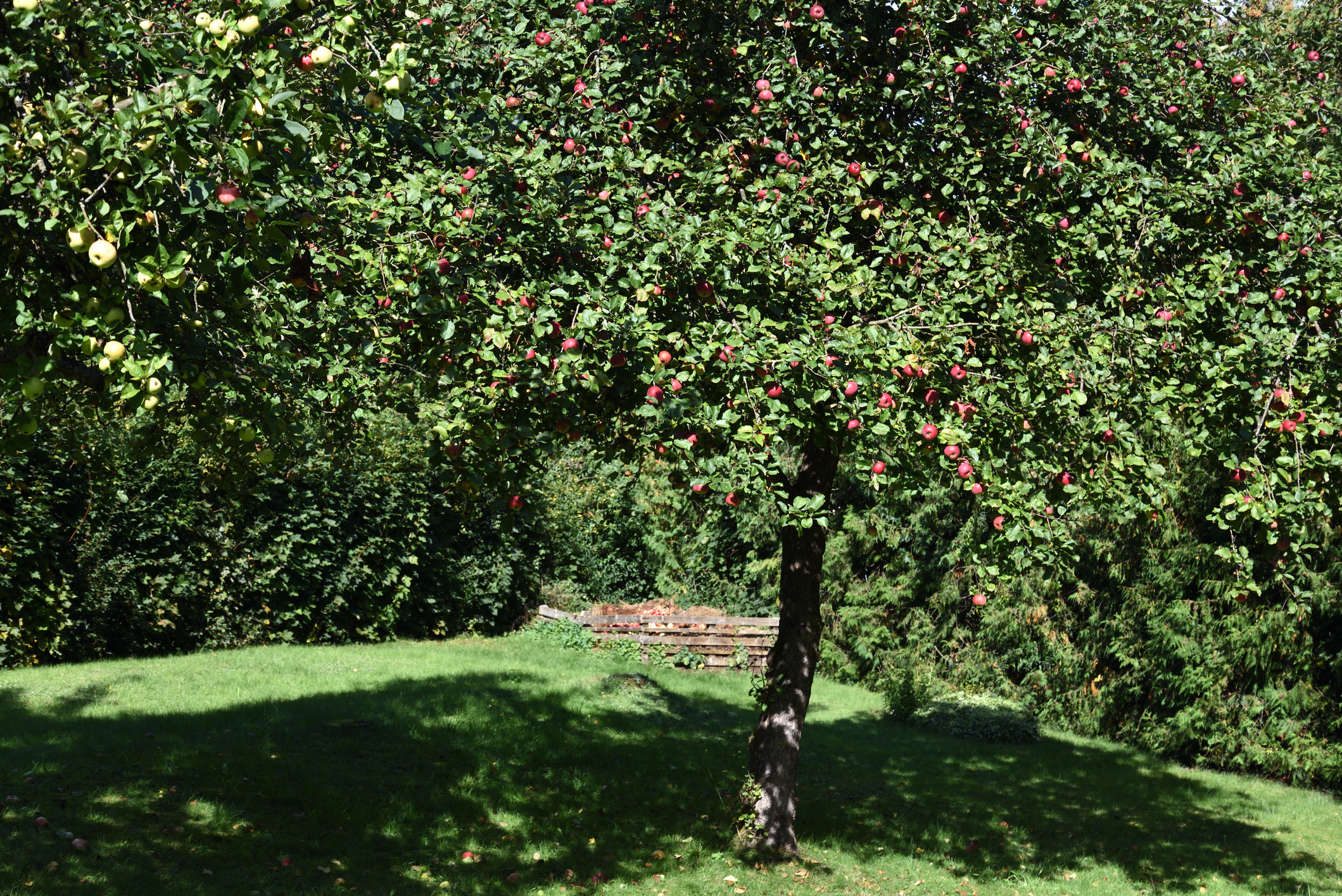 Apfelbaum schneiden Obstbaumschnitt Baumpflege Freiburg